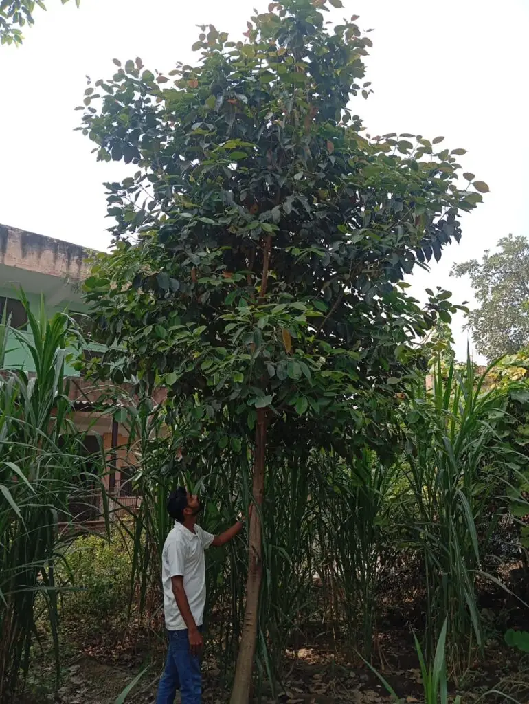 Save The Environment